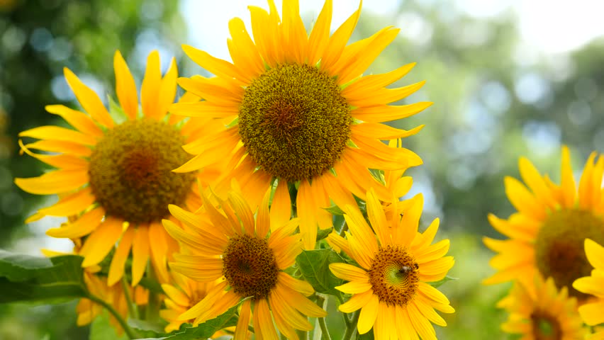 sunflower anasalwa 2016