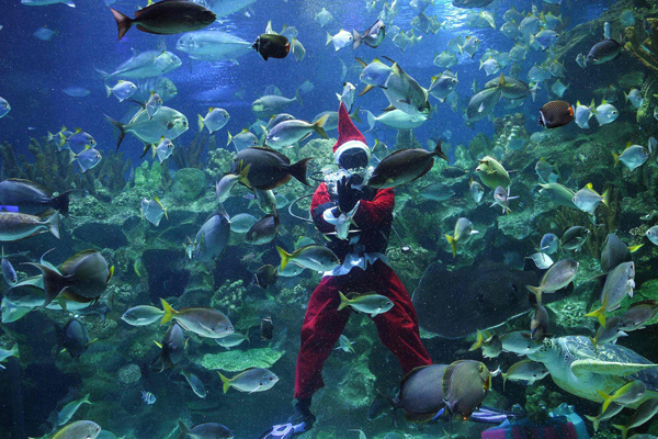 A diver wearing a Santa Claus outfit poses for visitors after feeding fish inside a tank at the Aquaria KLCC in Kuala Lumpur on December 8, 2016. The scuba-diving Santa Claus is one of the prime attractions in conjunction with Christmas festivities for visitors at the underwater park. / AFP / Manan VATSYAYANA