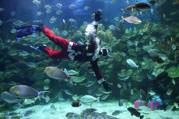 A diver wearing a Santa Claus outfit swims inside a fish-tank at the Aquaria KLCC in Kuala Lumpur on December 8, 2016. The scuba-diving Santa Claus is one of the prime attractions in conjunction with Christmas festivities for visitors at the underwater park. / AFP / Manan VATSYAYANA