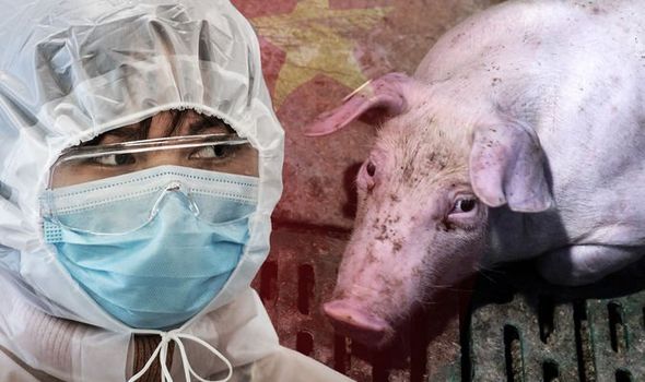انفلونزا الخنازير الخطيرة